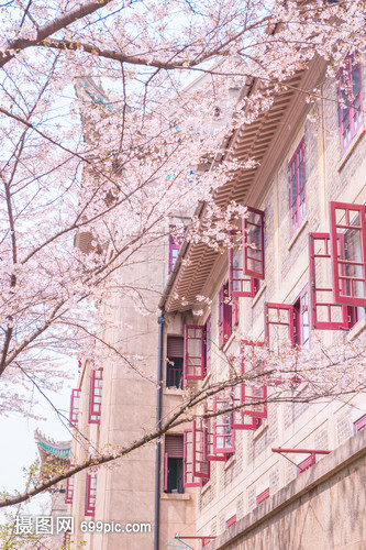 武漢大學(xué)櫻花